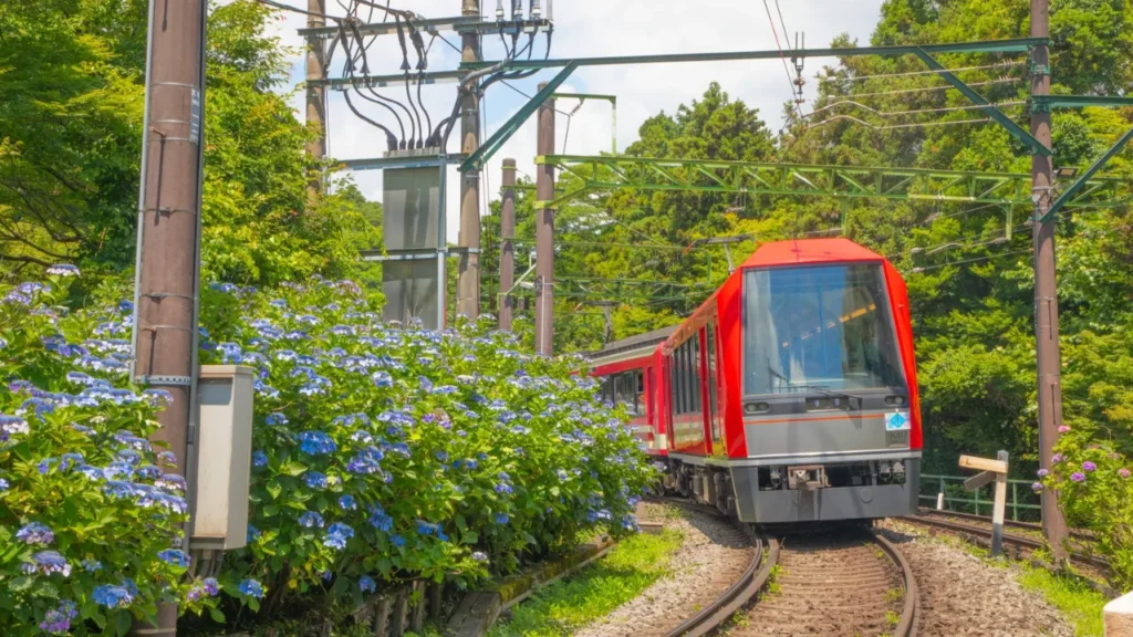 箱根登山鉄道とあじさい
