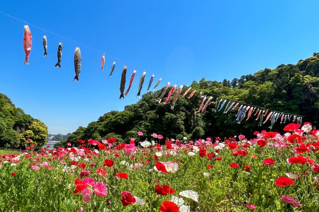 くりはま花の国のポピー畑と鯉のぼり|赤・ピンク・白の花と空に泳ぐこいのぼり