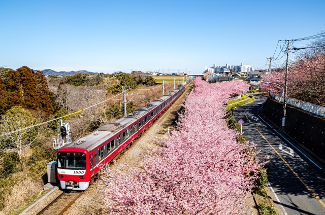 三浦海岸の河津桜と京急電車|満開のピンクの桜並木の間を走る赤い電車
