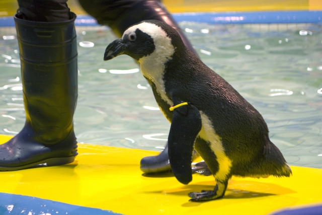 八景島シーパラダイスのフンボルトペンギン|黄色い地面を歩くペンギンのアップ