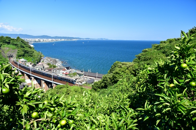 海沿いの線路を走るサフィール踊り子を、斜面の果樹園越しに見下ろした風景