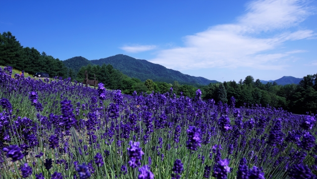 ラベンダー畑と山が広がる北海道の風景