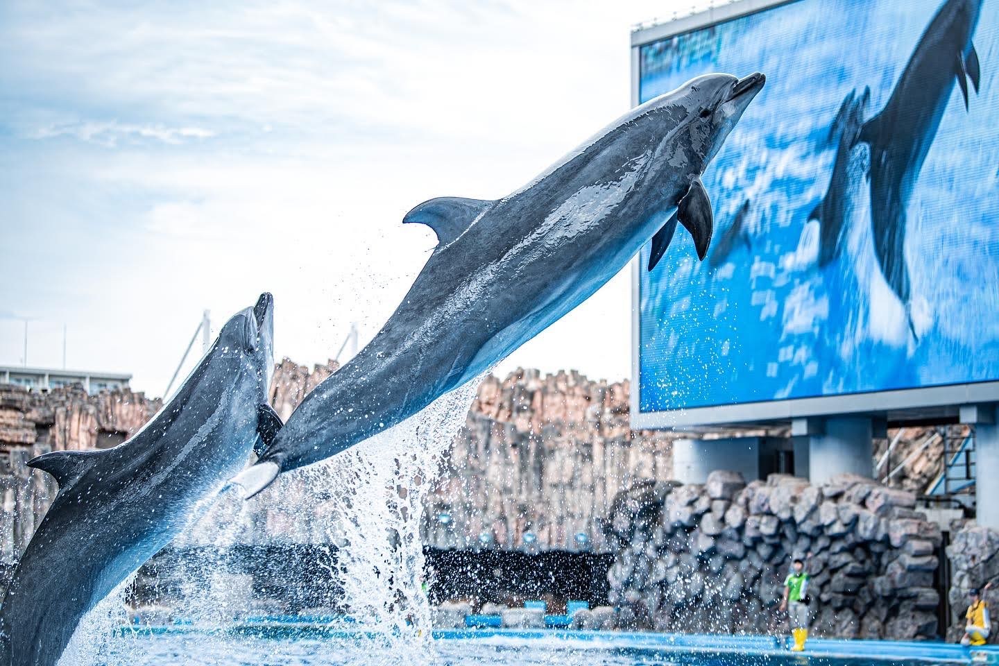 名古屋港水族館で高くジャンプするイルカ