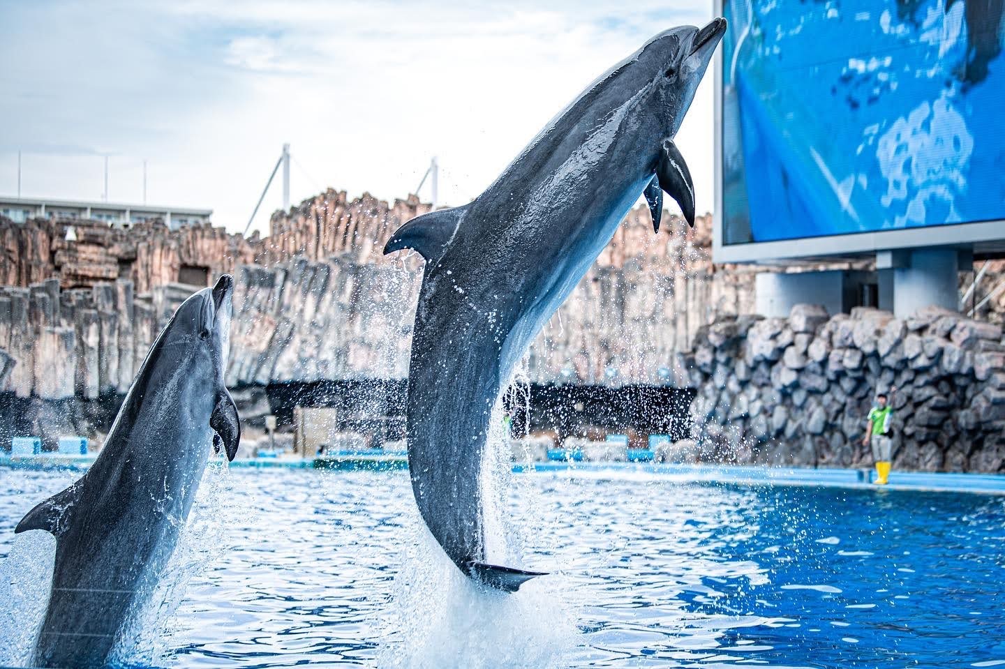 名古屋港水族館のイルカパフォーマンス