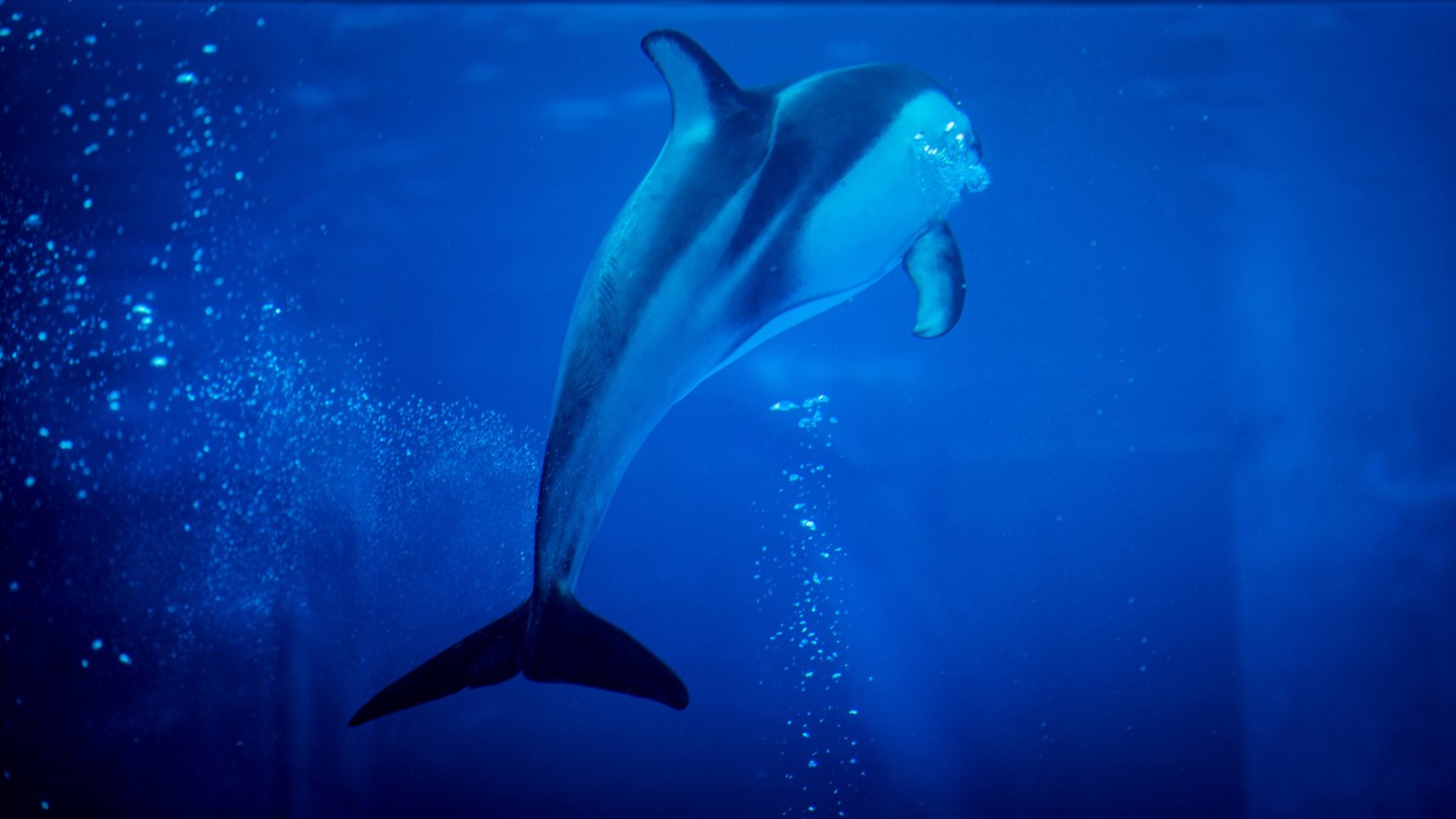 名古屋港水族館で水中を泳ぐイルカ
