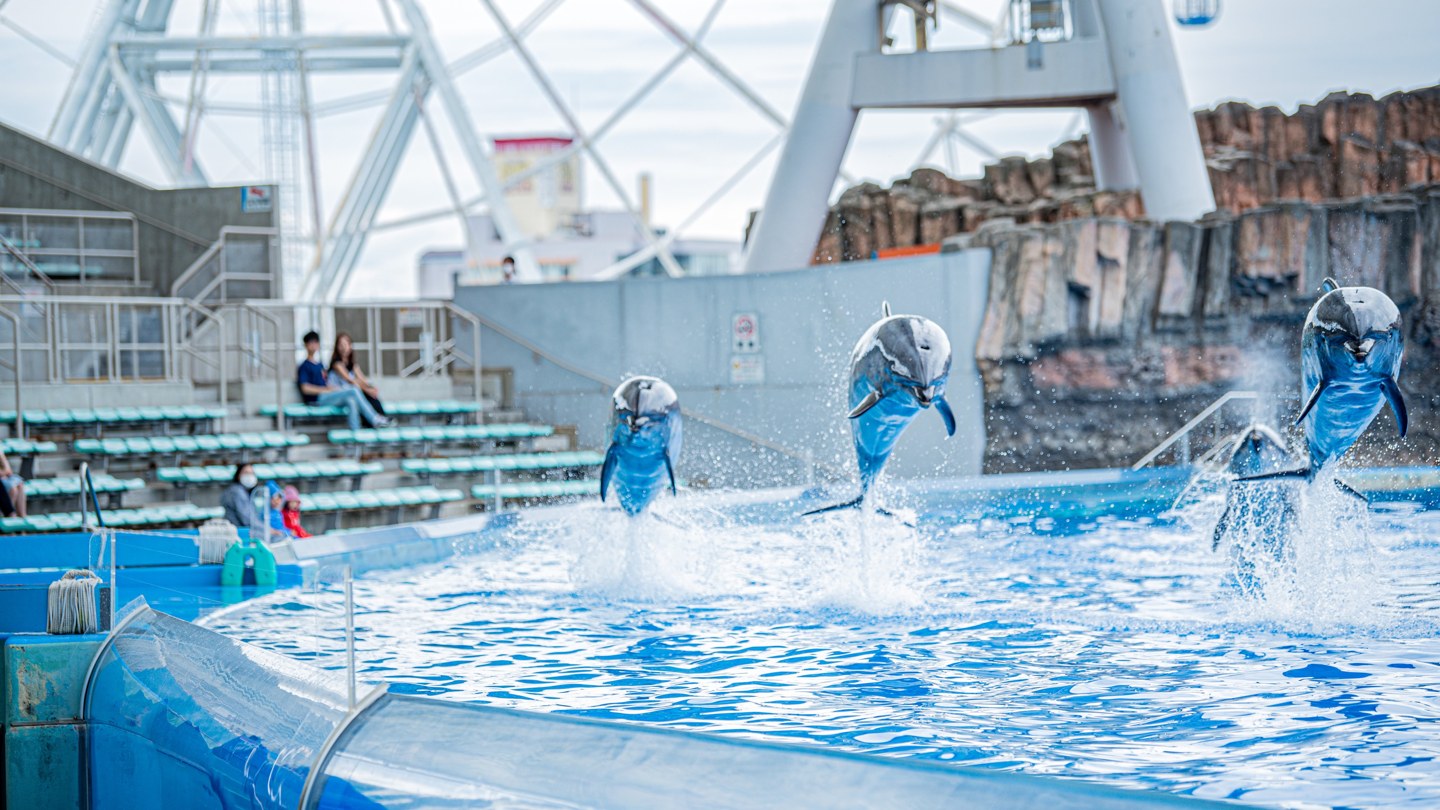 名古屋港水族館で息を合わせてジャンプするイルカ