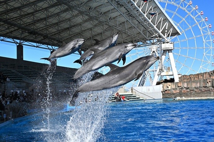 名古屋港水族館の屋根付きスタジアムとイルカのジャンプ