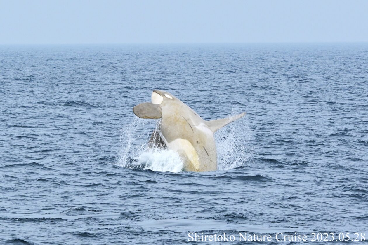 羅臼の海で水しぶきを上げるクジラ