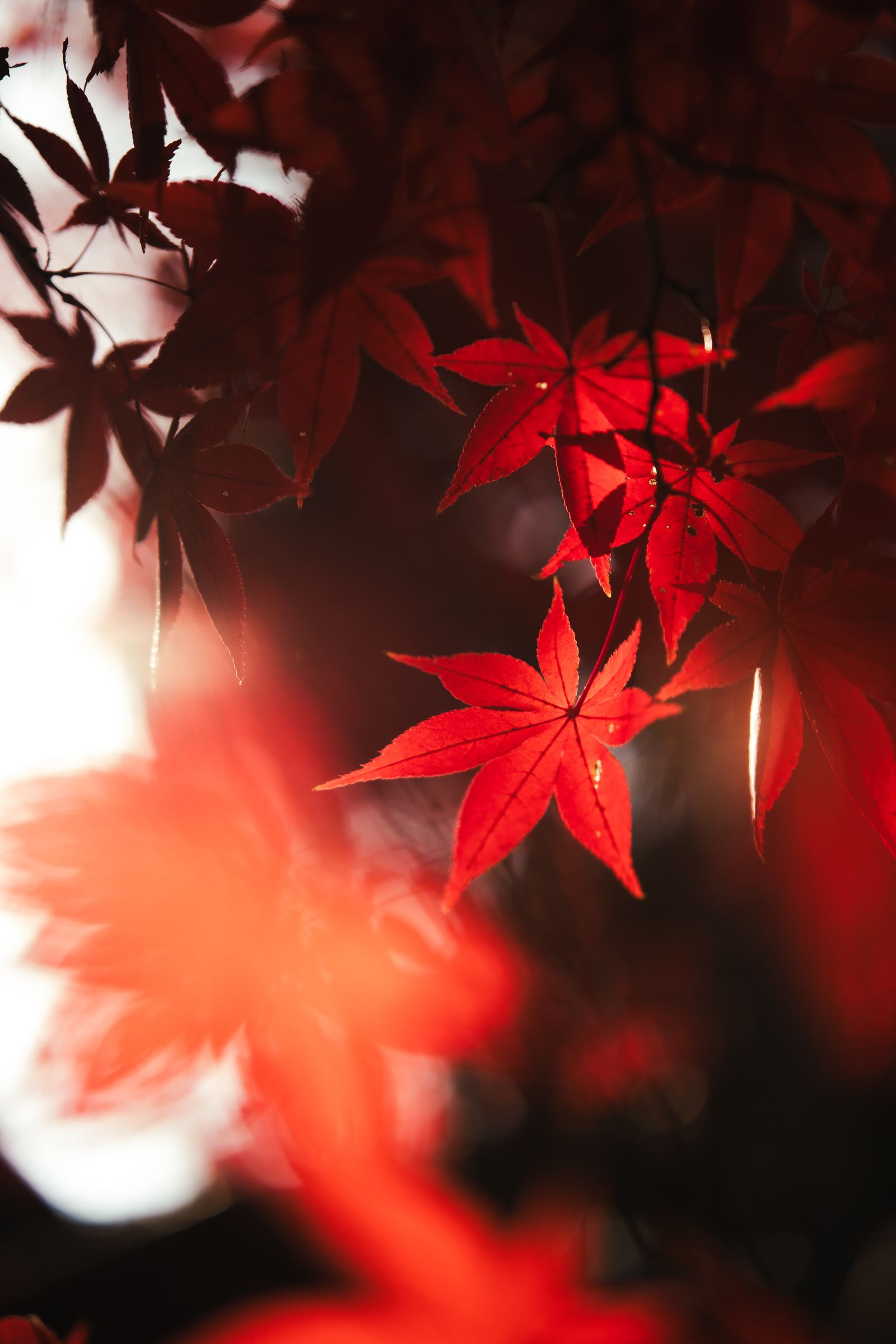秋の日差しを受けて赤く色づいたモミジの葉。紅葉観光のイメージ