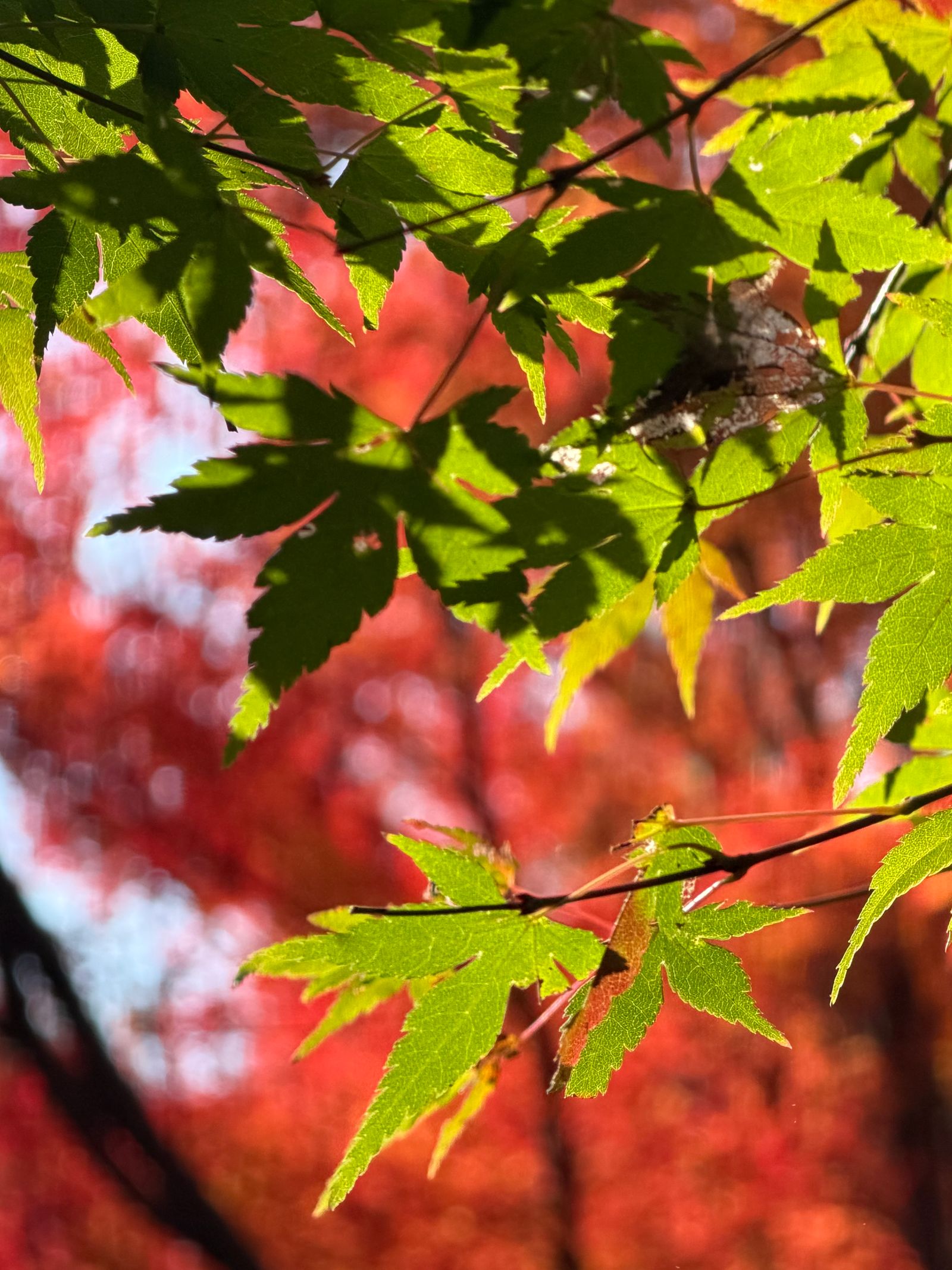 緑・黄色・赤の葉が混じるモミジ。紅葉の色づきを表す季節のイメージ