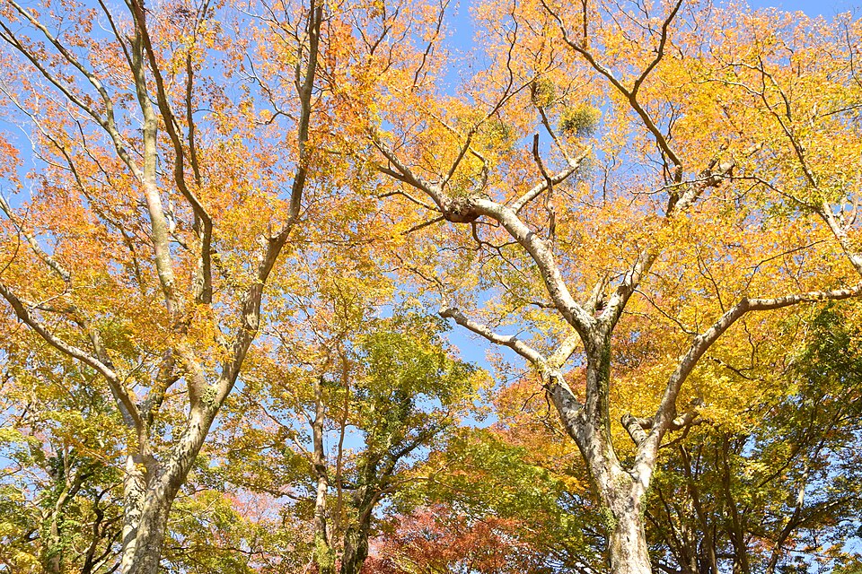 芦ノ湖畔の元箱根周辺で黄色に色づく木々を見上げる景色